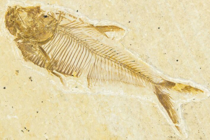 Detailed Fossil Fish (Diplomystus) - Wyoming #348100